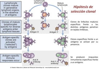 Hipótesis de
    selección clonal

•   Clones de linfocitos maduros
    específicos frente a los
    distintos antígenos penetran
    en tejidos linfáticos.



•   Clones específicos frente a un
    antígeno se activan por su
    presencia.




•   Se    producen      respuestas
    inmunitarias especificas frente
    a un antígeno.
 