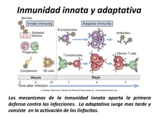 Inmunidad innata y adaptativa




Los mecanismos de la inmunidad innata aporta la primera
defensa contra las infecciones. La adaptativa surge mas tarde y
consiste en la activación de los linfocitos.
 