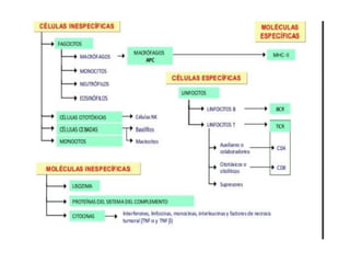 Inmunología 1