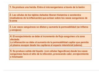 Inmunología 1