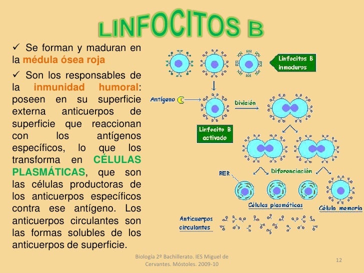 Inmunología 2º bachillerato