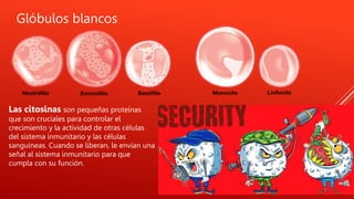 Glóbulos blancos
Las citosinas son pequeñas proteínas
que son cruciales para controlar el
crecimiento y la actividad de otras células
del sistema inmunitario y las células
sanguíneas. Cuando se liberan, le envían una
señal al sistema inmunitario para que
cumpla con su función.
 