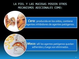 LA PIEL Y LAS MUCOSAS POSEEN OTROS
MECANISMOS ADICIONALES COMO:
Cera: producida en los oídos, contiene
agentes inhibidores de agentes patógenos.
Moco: allí los agentes patógenos quedan
adheridos y luego son eliminados.
10
 
