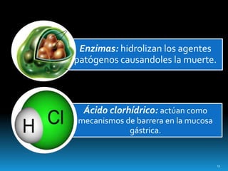 Enzimas: hidrolizan los agentes
patógenos causandoles la muerte.
Ácido clorhídrico: actúan como
mecanismos de barrera en la mucosa
gástrica.
11
 