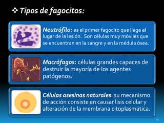 Tipos de fagocitos:
Neutrófilo: es el primer fagocito que llega al
lugar de la lesión. Son células muy móviles que
se encuentran en la sangre y en la médula ósea.
Macrófagos: células grandes capaces de
destruir la mayoría de los agentes
patógenos.
Células asesinas naturales: su mecanismo
de acción consiste en causar lisis celular y
alteración de la membrana citoplasmática.
15
 
