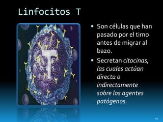 Linfocitos T
 Son células que han
pasado por el timo
antes de migrar al
bazo.
 Secretan citocinas,
las cuales actúan
directa o
indirectamente
sobre los agentes
patógenos.
19
 