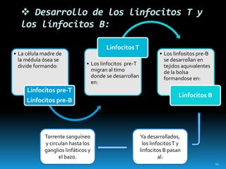  Desarrollo de los linfocitos T y
los linfocitos B:
• La célula madre de
la médula ósea se
divide formando:
Linfocitos pre-T
Linfocitos pre-B
• Los linfocitos pre-T
migran al timo
donde se desarrollan
en:
LinfocitosT
• Los linfositos pre-B
se desarrollan en
tejidos aquivalentes
de la bolsa
formandose en:
Linfocitos B
Ya desarrollados,
los linfocitosT y
linfocitos B pasan
al:
Torrente sanguíneo
y circulan hasta los
ganglios linfáticos y
el bazo.
21
 