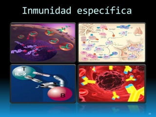Inmunidad específica
22
 