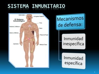 SISTEMA INMUNITARIO
3
 