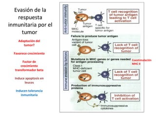 Evasión de la respuesta inmunitaria por el tumor Adaptación del tumor? Favorece crecimiento Factor de crecimiento transformador beta Induce apoptosis en leucos Inducen tolerancia inmunitaria Coestimulación MHC II