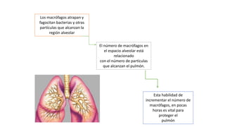 Los macrófagos atrapan y
fagocitan bacterias y otras
partículas que alcanzan la
región alveolar
El número de macrófagos en
el espacio alveolar está
relacionado
con el número de partículas
que alcanzan el pulmón.
Esta habilidad de
incrementar el número de
macrófagos, en pocas
horas es vital para
proteger el
pulmón
 