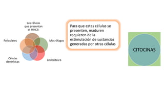 Las células
que presentan
el MHCll:
Macrófagos
Linfocitos b
Células
dentríticas
Foliculares
Para que estas células se
presenten, maduren
requieren de la
estimulación de sustancias
generadas por otras células
CITOCINAS
 