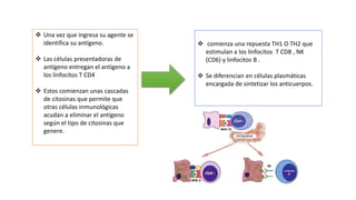  Una vez que ingresa su agente se
identifica su antígeno.
 Las células presentadoras de
antígeno entregan el antígeno a
los linfocitos T CD4
 Estos comienzan unas cascadas
de citosinas que permite que
otras células inmunológicas
acudan a eliminar el antígeno
según el tipo de citosinas que
genere.
 comienza una repuesta TH1 O TH2 que
estimulan a los linfocitos T CD8 , NK
(CD6) y linfocitos B .
 Se diferencian en células plasmáticas
encargada de sintetizar los anticuerpos.
 