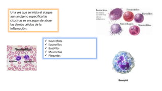 Una vez que se inicia el ataque
aun antígeno especifico las
citosinas se encargan de atraer
las demás células de la
inflamación:
 Neutrofilos
 Eusinofilos
 Basofilos
 Mastocitos
 Plaquetas
 