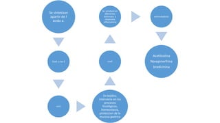 Se sintetizan
apartir de l
acido a.
Cox1 y cox 2
cox1
En tejidos,
interviene en los
procesos
fisiológicos,
homeostasia,
proteccion de la
mucosa gastrica
cox2
Se produce en
diferentes
estimulos y
respuesta
inflamatoria
estimuladores
Acetilcolina
Norepinerfrina
bradicinina
 