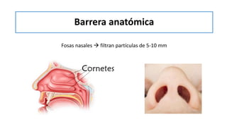 Barrera anatómica
Fosas nasales  filtran partículas de 5-10 mm
 