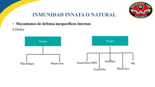 • Mecanismos de defensa inespecíficos internos
Células
INMUNIDAD INNATA O NATURAL
Tejidos
Macrófagos Mastocitos
Sangre
Neutrófilos PMN
Eosinófilo
basófilos
Monocitos
NK
 