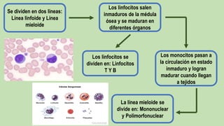 Se dividen en dos líneas:
Línea linfoide y Línea
mieloide
Los linfocitos salen
inmaduros de la médula
ósea y se maduran en
diferentes órganos
Los monocitos pasan a
la circulación en estado
inmaduro y logran
madurar cuando llegan
a tejidos
Los linfocitos se
dividen en: Linfocitos
T Y B
La línea mieloide se
divide en: Mononuclear
y Polimorfonuclear
 