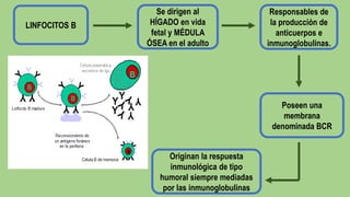 LINFOCITOS B
Se dirigen al
HÍGADO en vida
fetal y MÉDULA
ÓSEA en el adulto
Responsables de
la producción de
anticuerpos e
inmunoglobulinas.
Poseen una
membrana
denominada BCR
Originan la respuesta
inmunológica de tipo
humoral siempre mediadas
por las inmunoglobulinas
 