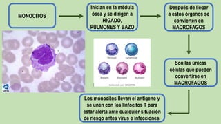 MONOCITOS
Inician en la médula
ósea y se dirigen a
HIGADO,
PULMONES Y BAZO
Después de llegar
a estos órganos se
convierten en
MACROFAGOS
Son las únicas
células que pueden
convertirse en
MACROFAGOS
Los monocitos llevan el antígeno y
se unen con los linfocitos T para
estar alerta ante cualquier situación
de riesgo antes virus e infecciones.
 