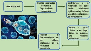 MACROFAGOS
Son los encargados
de hacer la
fagocitosis de
patógenos
contribuyen a la
reparación del daño
tisular eliminando
tejido muerto y dañado
y asisten en el proceso
de restauración.
Atraen a otras
células a un lugar
donde se produce
una reacción
inflamatoria
Regulan el
funcionamiento de
las células
implicadas en la
respuesta
inmunitaria
 