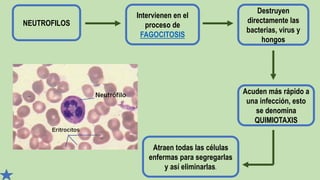 NEUTROFILOS
Intervienen en el
proceso de
FAGOCITOSIS
Destruyen
directamente las
bacterias, virus y
hongos
Acuden más rápido a
una infección, esto
se denomina
QUIMIOTAXIS
Atraen todas las células
enfermas para segregarlas
y así eliminarlas.
 
