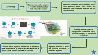 FAGOCITOSIS
El cuerpo reconoce los patógenos
y envían las células fagocíticas
hasta el lugar donde están
Adherencia: receptores de la membrana de la
célula fagocítica sirven como puntos de
adherencia sobre diferentes moléculas de los
cuerpos extraños.
Ingestión: se desencadena la
comunicación intracelular el cuerpo
extraño se encuentra en una vesícula
en el interior.
Digestión: mediante la fusión
con vesículas enzimáticas, se
produce la digestión.
Excreción: tras la digestión, las vesículas se encuentran
llenas de sustancias de desecho que son expulsadas al
exterior celular mediante el proceso de exocitosis.
 