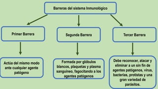 Barreras del sistema Inmunológico
Actúa del mismo modo
ante cualquier agente
patógeno
Primer Barrera Tercer Barrera
Segunda Barrera
Formada por glóbulos
blancos, plaquetas y plasma
sanguíneo, fagocitando a los
agentes patógenos
Debe reconocer, atacar y
eliminar a un sin fin de
agentes patógenos, virus,
bacterias, protistas y una
gran variedad de
parásitos.
 