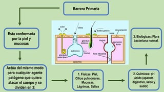 Barrera Primaria
Actúa del mismo modo
para cualquier agente
patógeno que quiera
atacar el cuerpo y se
dividen en 3:
Esta conformada
por la piel y
mucosas
1. Físicas: Piel,
Cilios pulmonares,
Mucosas,
Lágrimas, Saliva
2. Químicas: pH
ácido (aparato
digestivo, sebo y
sudor)
3. Biológicas: Flora
bacteriana normal.
 