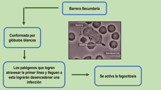 Barrera Secundaria
Los patógenos que logren
atravesar la primer línea y lleguen a
esta lograrán desencadenar una
infección
Conformada por
glóbulos blancos
Se activa la fagocitosis
 