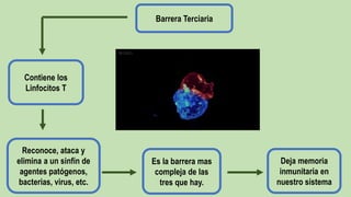 Barrera Terciaria
Reconoce, ataca y
elimina a un sinfín de
agentes patógenos,
bacterias, virus, etc.
Contiene los
Linfocitos T
Es la barrera mas
compleja de las
tres que hay.
Deja memoria
inmunitaria en
nuestro sistema
 