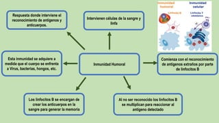 Inmunidad Humoral
Intervienen células de la sangre y
linfa
Respuesta donde interviene el
reconocimiento de antígenos y
anticuerpos.
Los linfocitos B se encargan de
crear los anticuerpos en la
sangre para generar la memoria
Comienza con el reconocimiento
de antígenos extraños por parte
de linfocitos B
Al no ser reconocido los linfocitos B
se multiplican para reaccionar al
antígeno detectado
Esta inmunidad se adquiere a
medida que el cuerpo se enfrenta
a Virus, bacterias, hongos, etc.
 