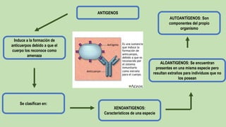 ANTIGENOS
Se clasifican en:
Induce a la formación de
anticuerpos debido a que el
cuerpo los reconoce como
amenaza
XENOANTIGENOS:
Característicos de una especie
ALOANTIGENOS: Se encuentran
presentes en una misma especie pero
resultan extraños para individuos que no
los posean
AUTOANTÍGENOS: Son
componentes del propio
organismo
 