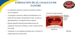 • La coagulación sanguínea se presenta cuando hay un daño a
un vaso sanguíneo.
• Las plaquetas comienzan a adherirse inmediatamente a los
bordes del vaso donde se ha producido el corte, se forma un
tapón plaquetario y el sangrado externo se detiene.
• Después pequeñas moléculas denominadas factores de
coagulación, hacen que las fibrinas, se unan y sellan el interior
de la herida.
• Finalmente, el vaso sanguíneo lesionado sana y se disuelve el
coágulo luego de unos pocos días.
FORMACIÓN DE EL COAGULO DE
SANGRE
 