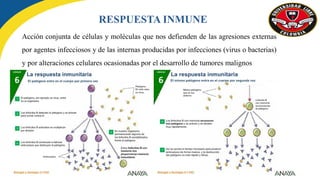 Acción conjunta de células y moléculas que nos defienden de las agresiones externas
por agentes infecciosos y de las internas producidas por infecciones (virus o bacterias)
y por alteraciones celulares ocasionadas por el desarrollo de tumores malignos
RESPUESTA INMUNE
 