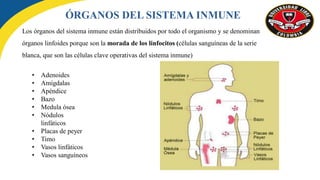 Los órganos del sistema inmune están distribuidos por todo el organismo y se denominan
órganos linfoides porque son la morada de los linfocitos (células sanguíneas de la serie
blanca, que son las células clave operativas del sistema inmune)
ÓRGANOS DEL SISTEMA INMUNE
• Adenoides
• Amígdalas
• Apéndice
• Bazo
• Medula ósea
• Nódulos
linfáticos
• Placas de peyer
• Timo
• Vasos linfáticos
• Vasos sanguíneos
 