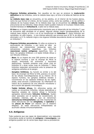 Unidad 18. Sistema inmunitario. Biología 2º bachillerato
CEM Hipatia FUHEM. Profesor. Miguel Ángel Madrid Rangel
10
10
 Órganos linfoides primarios. Son aquellos en los que se produce la maduración
definitiva de los linfocitos, como la médula ósea roja y el timo o la bolsa de Fabricio de las
aves.
La médula ósea roja se encuentra, en los adultos, en el interior de los huesos planos,
como los que forman el cráneo, de los huesos cortos, como las costillas, y de las epífisis o
cabezas de los huesos largos. En la médula ósea roja se encuentran las células madre,
precursoras de los linfocitos. Estas células madre pueden madurar en la propia médula ósea,
transformándose en linfocitos B, o salen de la médula ósea.
El timo es un órgano extremadamente importante para el desarrollo de los linfocitos T, que
se encuentra algo atrofiado en el adulto. Algunas células madre hematopoyéticas de la
médula ósea migran al timo y en él se transforman en linfocitos T. Estos linfocitos son
sometidos, en este órgano, a una intensa selección que provoca que el 95 % de ellos sea
eliminado y el 5 % restante migre a los órganos linfoides secundarios donde se transforman
en linfocitos T.
 Órganos linfoides secundarios. En ellos se produce la
acumulación de linfocitos, y por tanto en ellos se
producen las interacciones necesarias para las
activaciones celulares específicas. Los linfocitos
reaccionan contra antígenos específicos. Son: el
bazo, los ganglios linfáticos y el tejido linfoide difuso o
con folículos linfáticos.
- Bazo. Es un órgano de unos 200 gramos de masa en
la especie humana y que se encarga de filtrar la
sangre, eliminando los eritrocitos y leucocitos
defectuosos. También presenta unas zonas ricas en
linfocitos B y otras zonas ricas en linfocitos T. Estos
linfocitos responden activamente ante la presencia de
antígenos extraños en la sangre.
- Ganglios linfáticos. Su función es similar a la del
bazo. Se encargan de filtrar la linfa, gracias a la acción
de las células macrofagocitarias de su interior. En la
especie humana, los ganglios linfáticos tienden a
concentrarse en los capilares linfáticos de las ingles,
axilas, zona cervical y subclavicular. Su inflamación es
indicio de la existencia de una infección microbiana y
de la acción del aparato inmunológico.
- Tejido linfoide difuso. En diferentes partes del
cuerpo se encuentran linfocitos, células plasmáticas y
fagocitos aislados de manera difusa o formando
agregados denominados folículos linfáticos. Suelen
estar asociados con el epitelio de revestimiento de
cavidades internas, por lo que se denominan
estructuras linfoepiteliales. Las más importantes de
estas estructuras son las amígdalas, el apéndice y
las placas de Peyer (en relación con el intestino
delgado). En estas estructuras linfoepiteliales se
acumulan células inmunocompetentes.
4.4. Antígenos
Toda sustancia que sea capaz de desencadenar una respuesta
inmunitaria recibe el nombre de antígeno o inmunógeno. Los
antígenos pueden ser de varios tipos según sea su procedencia:
 