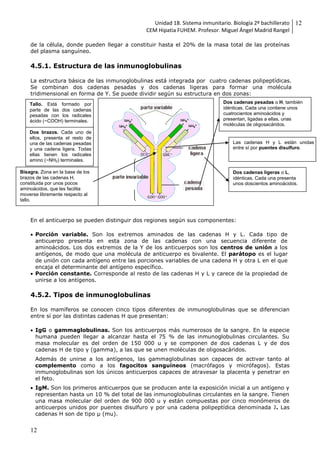 Unidad 18. Sistema inmunitario. Biología 2º bachillerato
CEM Hipatia FUHEM. Profesor. Miguel Ángel Madrid Rangel
12
12
de la célula, donde pueden llegar a constituir hasta el 20% de la masa total de las proteínas
del plasma sanguíneo.
4.5.1. Estructura de las inmunoglobulinas
La estructura básica de las inmunoglobulinas está integrada por cuatro cadenas polipeptídicas.
Se combinan dos cadenas pesadas y dos cadenas ligeras para formar una molécula
tridimensional en forma de Y. Se puede dividir según su estructura en dos zonas:
En el anticuerpo se pueden distinguir dos regiones según sus componentes:
 Porción variable. Son los extremos aminados de las cadenas H y L. Cada tipo de
anticuerpo presenta en esta zona de las cadenas con una secuencia diferente de
aminoácidos. Los dos extremos de la Y de los anticuerpos son los centros de unión a los
antígenos, de modo que una molécula de anticuerpo es bivalente. El parátopo es el lugar
de unión con cada antígeno entre las porciones variables de una cadena H y otra L en el que
encaja el determinante del antígeno específico.
 Porción constante. Corresponde al resto de las cadenas H y L y carece de la propiedad de
unirse a los antígenos.
4.5.2. Tipos de inmunoglobulinas
En los mamíferos se conocen cinco tipos diferentes de inmunoglobulinas que se diferencian
entre sí por las distintas cadenas H que presentan:
 IgG o gammaglobulinas. Son los anticuerpos más numerosos de la sangre. En la especie
humana pueden llegar a alcanzar hasta el 75 % de las inmunoglobulinas circulantes. Su
masa molecular es del orden de 150 000 u y se componen de dos cadenas L y de dos
cadenas H de tipo γ (gamma), a las que se unen moléculas de oligosacáridos.
Además de unirse a los antígenos, las gammaglobulinas son capaces de activar tanto al
complemento como a los fagocitos sanguíneos (macrófagos y micrófagos). Estas
inmunoglobulinas son los únicos anticuerpos capaces de atravesar la placenta y penetrar en
el feto.
 IgM. Son los primeros anticuerpos que se producen ante la exposición inicial a un antígeno y
representan hasta un 10 % del total de las inmunoglobulinas circulantes en la sangre. Tienen
una masa molecular del orden de 900 000 u y están compuestas por cinco monómeros de
anticuerpos unidos por puentes disulfuro y por una cadena polipeptídica denominada J. Las
cadenas H son de tipo μ (mu).
Las cadenas H y L están unidas
entre sí por puentes disulfuro.
Dos cadenas pesadas o H, también
idénticas. Cada una contiene unos
cuatrocientos aminoácidos y
presentan, ligadas a ellas, unas
moléculas de oligosacáridos.
Dos cadenas ligeras o L,
idénticas. Cada una presenta
unos doscientos aminoácidos.
Tallo. Está formado por
parte de las dos cadenas
pesadas con los radicales
ácido (−COOH) terminales.
Dos brazos. Cada uno de
ellos, presenta el resto de
una de las cadenas pesadas
y una cadena ligera. Todas
ellas tienen los radicales
amino (−NH2) terminales.
Bisagra. Zona en la base de los
brazos de las cadenas H,
constituida por unos pocos
aminoácidos, que les facilita
moverse libremente respecto al
tallo.
 