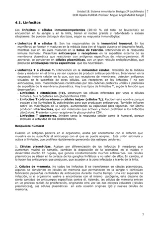 Unidad 18. Sistema inmunitario. Biología 2º bachillerato
CEM Hipatia FUHEM. Profesor. Miguel Ángel Madrid Rangel
7
7
4.1. Linfocitos
Los linfocitos o células inmunocompetentes (20-40 % del total de leucocitos) se
encuentran en la sangre y en la linfa, tienen el núcleo grande y redondeado y escaso
citoplasma. Se pueden distinguir dos tipos, según su respuesta inmunológica:
 Linfocitos B o células B. Son los responsables de la inmunidad humoral. En los
mamíferos se forman y maduran en la médula ósea (en el hígado durante el desarrollo fetal),
mientras que en las aves maduran en la bolsa de Fabricio. Intervienen en la respuesta
inmune humoral. Presentan anticuerpos o receptores en la superficie externa de su
membrana plasmática que reaccionan con antígenos específicos de microorganismos. Al
activarse, se convierten en células plasmáticas, con un gran retículo endoplasmático, que
producen anticuerpos libres específicos que los neutralizan.
 Linfocitos T o células T. Intervienen en la inmunidad celular. Proceden de la médula
ósea y maduran en el timo y no son capaces de producir anticuerpos libres. Intervienen en la
respuesta inmune celular en la que, con sus receptores de membrana, detectan antígenos
situados en la superficie de otras células. Los receptores de los linfocitos T no son
anticuerpos, sino macromoléculas constituidas por dos cadenas proteicas unidas a proteínas
de superficie de la membrana plasmática. Hay tres tipos de linfocitos T, según la función que
desempeñan:
- Linfocitos T citotóxicos (Tc). Destruyen las células infectadas por virus o células
tumores. Sus recpetores son glucoproteínas CD8.
- Linfocitos T colaboradores o células helper (células Th). Reciben este nombre porque
ayudan a los liunfocitos B, activándoles para que produzcan anticuerpos. También influyen
sobre los macrófagos de la sangre, aumentando su capacidad para fagocitar. Por último
producen interleucinas, que son moléculas que activan y hacen proliferar a los linfocitos
citotóxicos. Presentan como receptores la glucoproteína CD4.
- Linfocitos T supresores. Inhiben tanto la respuesta celular como la humoral, porque
atenúan la actividad de los colaboradores.
Respuesta humoral
Cuando un antígeno penetra en el organismo, acaba por encontrarse con el linfocito que
muestra en su superficie el anticuerpo con el que se puede acoplar. Esta unión estimula y
activa al linfocito, que prolifera rápidamente generando dos estirpes celulares:
1. Células plasmáticas. Acaban por diferenciación de los linfocitos B inmaduros que
aumentan mucho de tamaño, cambian la disposición de la cromatina en el núcleo y
desarrollan mucho RE rugoso, que genera constantemente muchos anticuerpos. Las células
plasmáticas se sitúan en la corteza de los ganglios linfáticos y no salen de ellos. En cambio, si
lo hacen los anticuerpos que producen, que acceden a la zona infectada a través de la linfa.
2. Células de memoria. No todos los linfocitos B se transforman en células plasmáticas,
algunos se convierten en células de memoria que permanecen en la sangre y continúan
fabricando pequeñas cantidades de anticuerpos durante mucho tiempo. Una vez superada la
infección, si el organismo vuelve a encontrarse con el mismo patógeno, este dispone de
cierta cantidad de anticuerpos específicos contra él. Además, las células de memoria entran
en un proceso rápido de proliferación, originando otra vez las dos estirpes celulares (células
plasmáticas), Las células plasmáticas en esta ocasión originan IgG y nuevas células de
memoria.
 