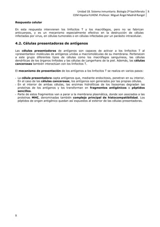 Unidad 18. Sistema inmunitario. Biología 2º bachillerato
CEM Hipatia FUHEM. Profesor. Miguel Ángel Madrid Rangel
8
8
Respuesta celular
En esta respuesta intervienen los linfocitos T y los macrófagos, pero no se fabrican
anticuerpos, y es un mecanismo especialmente efectivo en la destrucción de células
infectadas por virus, en células tumorales o en células infectadas por un parásito intracelular.
4.2. Células presentadoras de antígenos
Las células presentadoras de antígenos son capaces de activar a los linfocitos T al
«presentarles» moléculas de antígenos unidas a macromoléculas de su membrana. Pertenecen
a este grupo diferentes tipos de células como los macrófagos sanguíneos, las células
dendríticas de los órganos linfoides y las células de Langerhans de la piel. Además, las células
cancerosas también interactúan con los linfocitos T.
El mecanismo de presentación de los antígenos a los linfocitos T se realiza en varios pasos:
- La célula presentadora capta antígenos que, mediante endocitosis, penetran en su interior.
En el caso de las células cancerosas, los antígenos son generados por las propias células.
- En el interior de ambas células, las enzimas hidrolíticas de los lisosomas degradan las
proteínas de los antígenos y los transforman en fragmentos antigénicos o péptidos
sencillos.
- Parte de estos fragmentos van a parar a la membrana plasmática, donde son asociados a las
proteínas MHC, denominadas también complejo principal de histocompatibilidad. Los
péptidos de origen antigénico quedan así expuestos al exterior de las células presentadoras.
 