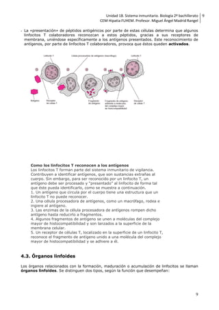 Unidad 18. Sistema inmunitario. Biología 2º bachillerato
CEM Hipatia FUHEM. Profesor. Miguel Ángel Madrid Rangel
9
9
- La «presentación» de péptidos antigénicos por parte de estas células determina que algunos
linfocitos T colaboradores reconozcan a estos péptidos, gracias a sus receptores de
membrana, uniéndose específicamente a los antígenos presentados. Este reconocimiento de
antígenos, por parte de linfocitos T colaboradores, provoca que éstos queden activados.
4.3. Órganos linfoides
Los órganos relacionados con la formación, maduración o acumulación de linfocitos se llaman
órganos linfoides. Se distinguen dos tipos, según la función que desempeñan:
Como los linfocitos T reconocen a los antígenos
Los linfocitos T forman parte del sistema inmunitario de vigilancia.
Contribuyen a identificar antígenos, que son sustancias extrañas al
cuerpo. Sin embargo, para ser reconocido por un linfocito T, un
antígeno debe ser procesado y “presentado” al linfocito de forma tal
que éste pueda identificarlo, como se muestra a continuación.
1. Un antígeno que circula por el cuerpo tiene una estructura que un
linfocito T no puede reconocer.
2. Una célula procesadora de antígenos, como un macrófago, rodea e
ingiere al antígeno.
3. Las enzimas de la célula procesadora de antígenos rompen dicho
antígeno hasta reducirlo a fragmentos.
4. Algunos fragmentos de antígeno se unen a moléculas del complejo
mayor de histocompatibilidad y son lanzados a la superficie de la
membrana celular.
5. Un receptor de células T, localizado en la superficie de un linfocito T,
reconoce el fragmento de antígeno unido a una molécula del complejo
mayor de histocompatibilidad y se adhiere a él.
 