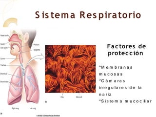 S is tem a R es pira to rio


                    Fa c tores de
                    protec c ión
                
                  M e m b ra n a s
                m ucosas
                
                  C á m a ra s
                ir r e g u la r e s d e la
                n a r iz
                
                  S is te m a m u c o c ilia r
 