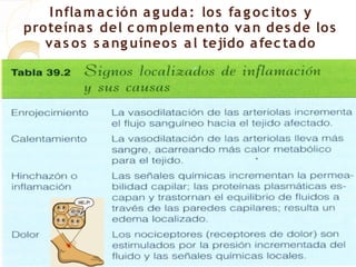 I nfla m a c ión a g uda : los fa g oc itos y
proteína s del c om plem ento va n des de los
   va s os s a ng uíneos a l tejido a fec ta do
 