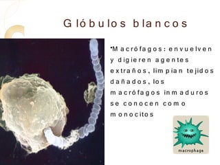 G ló b u lo s b la n c o s
         •
          M a c r ó fa g o s : e n v u e lv e n
         y d ig ie r e n a g e n te s
         e x tr a ñ o s , lim p ia n te jid o s
         d a ñ a d o s , lo s
         m a c r ó fa g o s in m a d u r o s
         se conocen com o
         m o n o c ito s
 