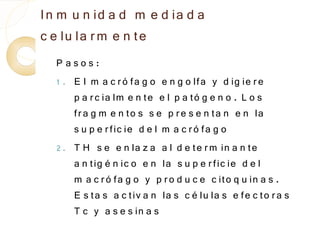 In m u n id a d m e d ia d a
c e lu la r m e n te
  P asos:
  1 . E l m a c r ó fa g o e n g o lfa y d ig ie r e
      p a r c ia lm e n te e l p a tó g e n o . L o s
      fr a g m e n to s s e p r e s e n ta n e n la
      s u p e r fic ie d e l m a c r ó fa g o
  2 . T H s e e n la z a a l d e te r m in a n te
      a n tig é n ic o e n la s u p e r fic ie d e l
      m a c r ó fa g o y p r o d u c e c ito q u in a s .
      E s ta s a c tiv a n la s c é lu la s e fe c to r a s
      T c y a s e s in a s
 
