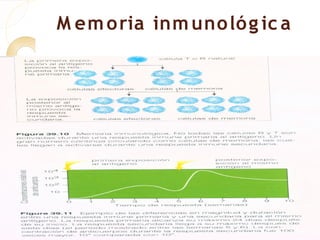M em o ria inm uno ló g ic a
 