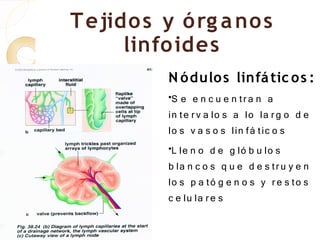 T ejido s y ó rg a no s
      linfo ides
           N ó dulo s linfá tic o s :
           •S e e n c u e n tr a n a

           in te r v a lo s a lo la r g o d e
           lo s v a s o s lin fá tic o s
           •L le n o d e g ló b u lo s

           b la n c o s q u e d e s tr u y e n
           lo s p a tó g e n o s y r e s to s
           c e lu la r e s
 