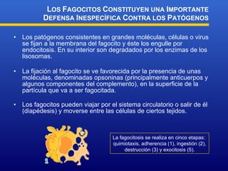 Los patógenos consistentes en grandes moléculas, células o virus se fijan a la membrana del fagocito y éste los engulle por endocitosis. En su interior son degradados por los enzimas de los lisosomas. La fijación al fagocito se ve favorecida por la presencia de unas moléculas, denominadas opsoninas (principalmente anticuerpos y algunos componentes del complemento), en la superficie de la partícula que va a ser fagocitada. Los fagocitos pueden viajar por el sistema circulatorio o salir de él (diapédesis) y moverse entre las células de ciertos tejidos . L OS  F AGOCITOS  C ONSTITUYEN UNA  I MPORTANTE  D EFENSA  I NESPECÍFICA  C ONTRA LOS  P ATÓGENOS La fagocitosis se realiza en  cinco   etapas:  quimiotaxis ,  adherencia  (1) , ingestión  (2),  destrucción  (3) y exocitosis (5) . 