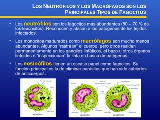 Los  neutrófilos  son los fagocitos más abundantes (50 – 70 % de los leucocitos). Reconocen y atacan a los patógenos de los tejidos infectados. L OS  N EUTRÓFILOS Y LOS  M ACRÓFAGOS SON LOS  P RINCIPALES  T IPOS DE  F AGOCITOS Los monocitos madurados como  macrófagos  son mucho menos abundantes. Algunos “rastrean” el cuerpo, pero otros residen permanentemente en los ganglios linfáticos, el bazo u otros órganos linfoides e “inspeccionan” la linfa en busca de patógenos . Los  eosinófilos  tienen un escaso papel como fagocitos. Su función principal es la de eliminar parásitos que han sido cubiertos de anticuerpos.  