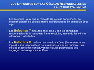 Los linfocitos, igual que el resto de las células sanguíneas, se originan a partir de células madre indiferenciadas en la médula ósea roja. Los  linfocitos T  maduran en el timo y son los principales responsables de la respuesta inmune celular, atacando las células alteradas o infectadas. Los  linfocitos B  maduran en la médula ósea ( bone marrow  en inglés) y son responsables de la respuesta inmune humoral. Las células B activadas constituyen las células plasmáticas que segregan anticuerpos específicos. L OS  L INFOCITOS SON LAS  C ÉLULAS  R ESPONSABLES DE LA  R ESPUESTA  I NMUNE 